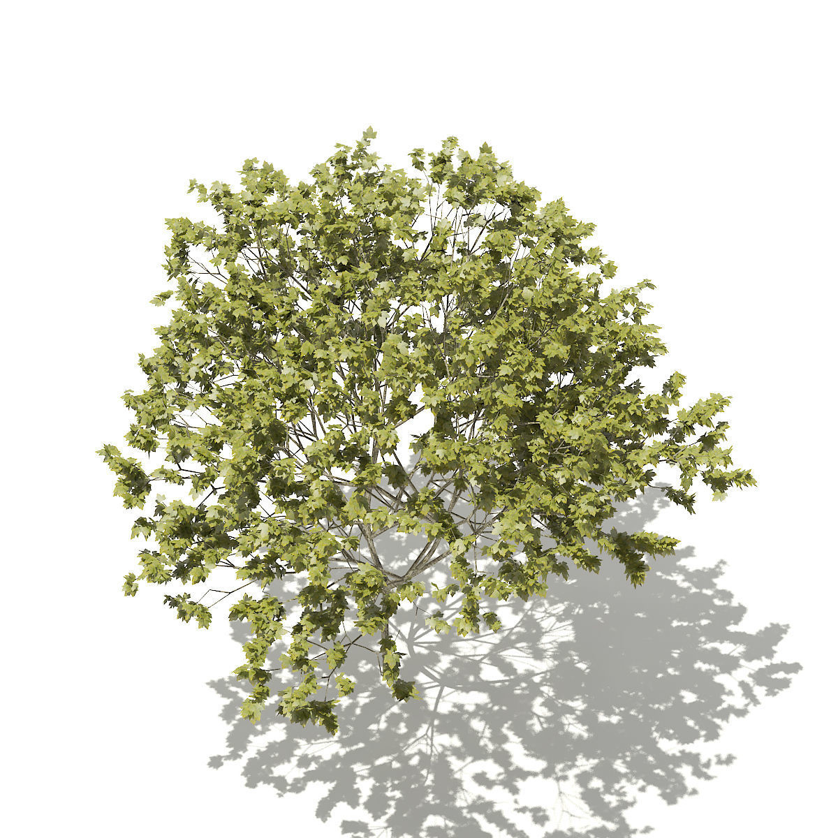 Norway Maple Acer platanoides 8m 3D model_2