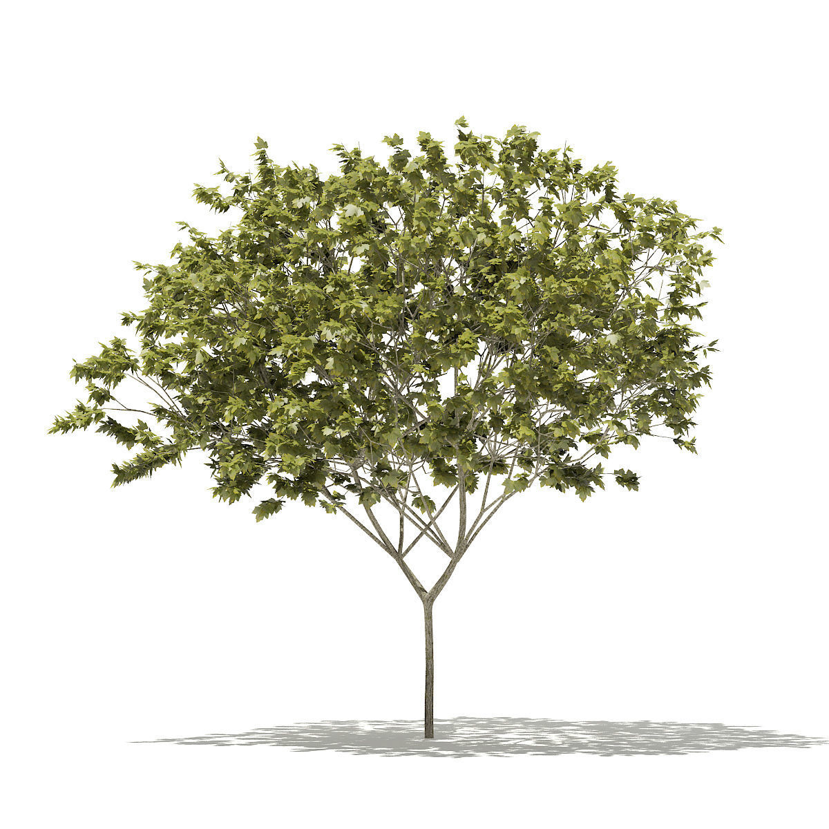 Norway Maple Acer platanoides 8m 3D model_4