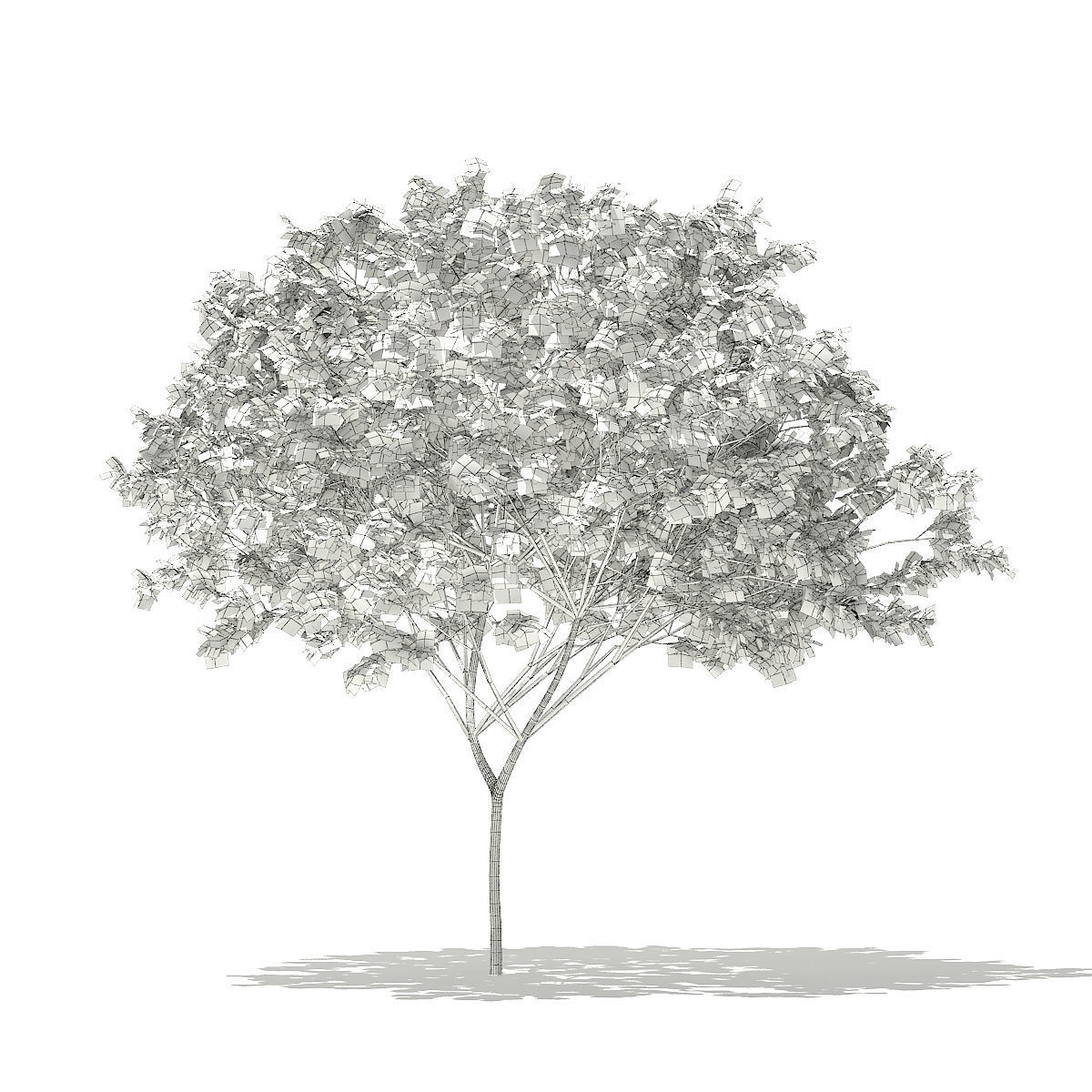 Norway Maple Acer platanoides 8m 3D model_1