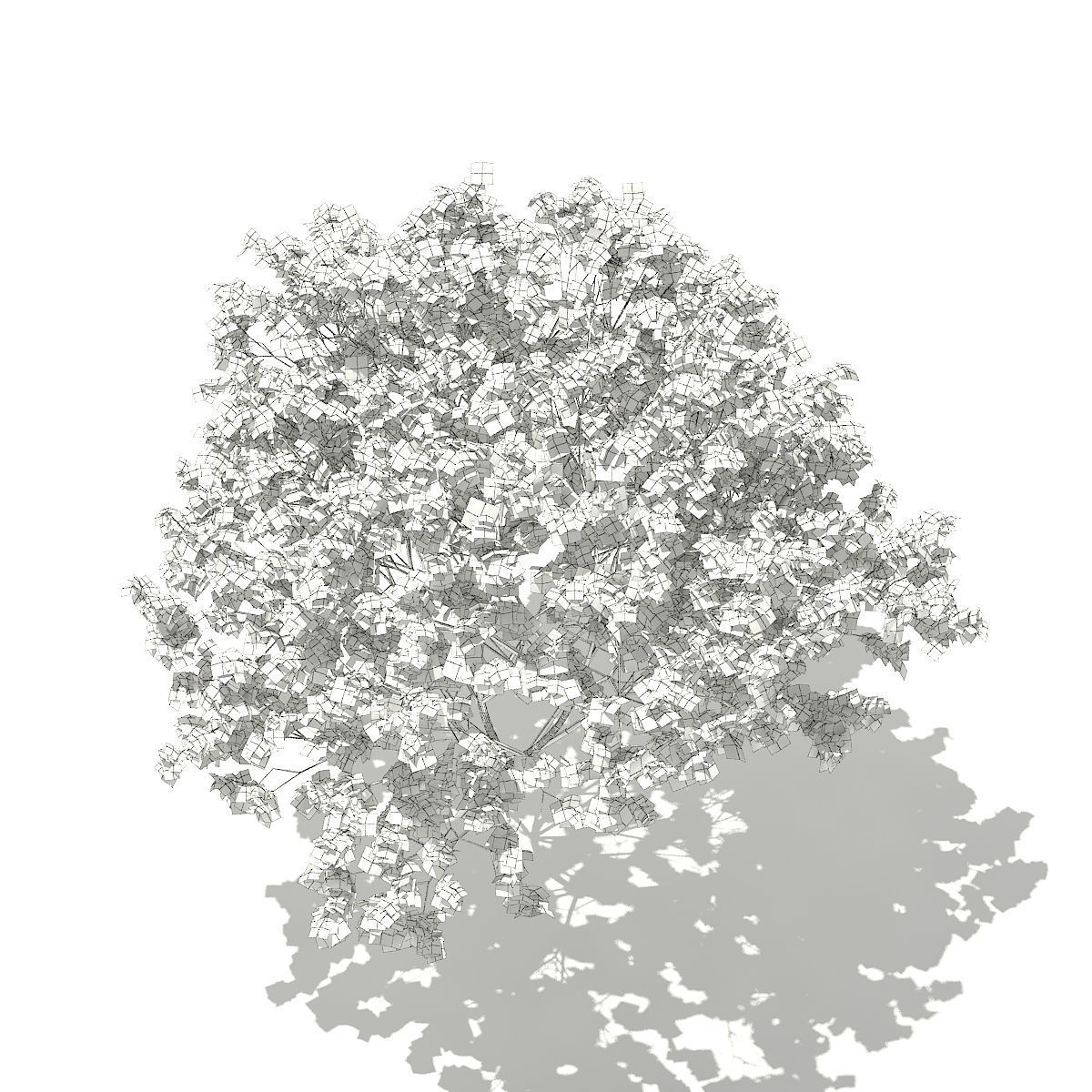 Norway Maple Acer platanoides 8m 3D model_3