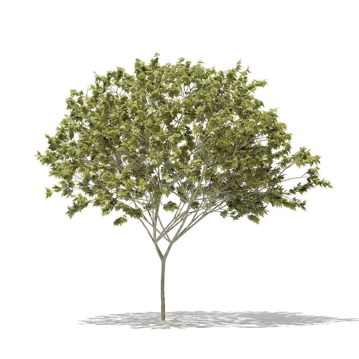 Norway Maple Acer platanoides 8m 3D model_0