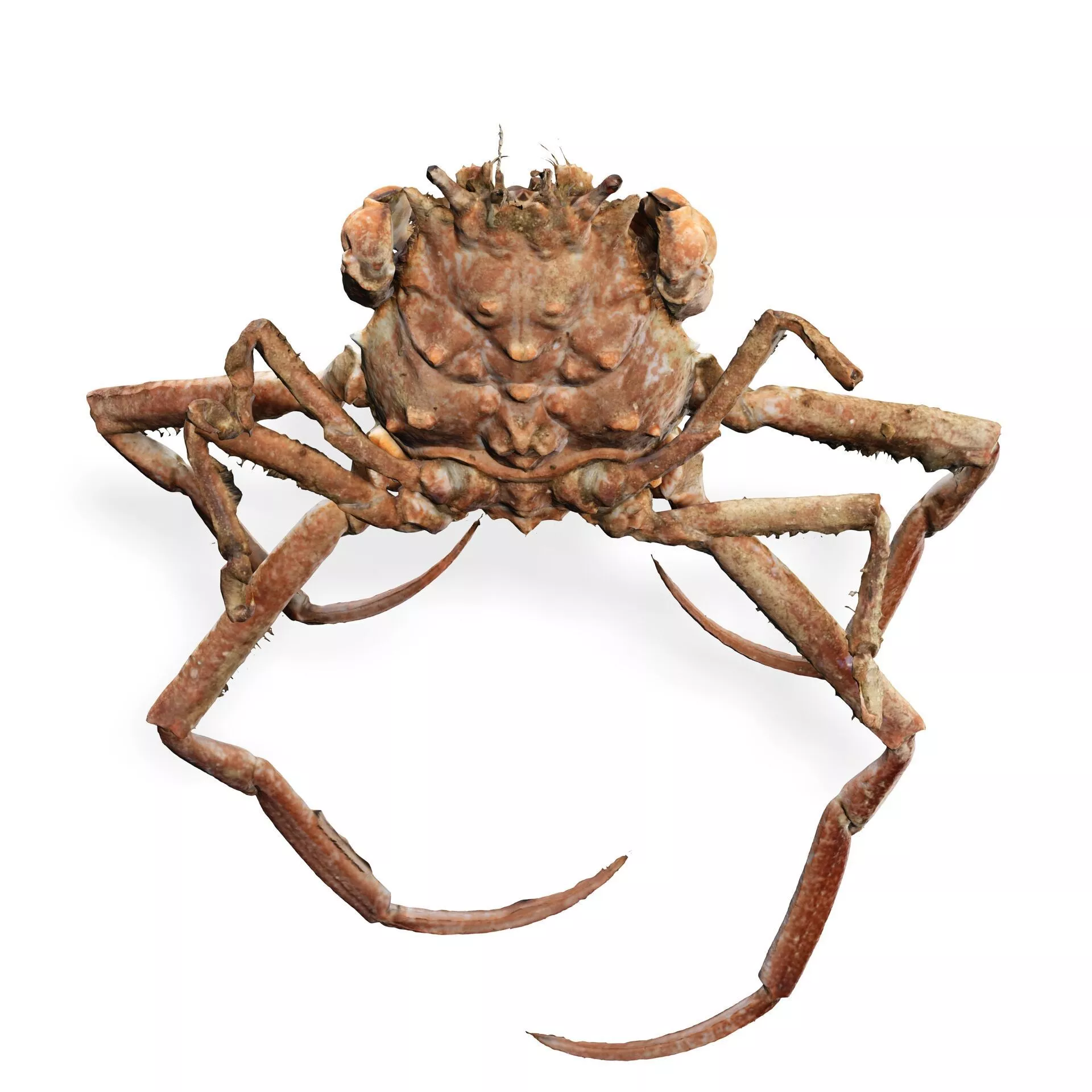 CRAB DorippeSinica CRUSTACEOUS AMPHIBIAN ANATOMY WATER 3D print model