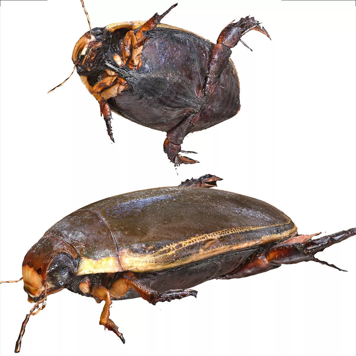 BEETLE Orientalis Blaptoides BEETLE INSECT BUG ANT DRAGONFLY Free 3D print model