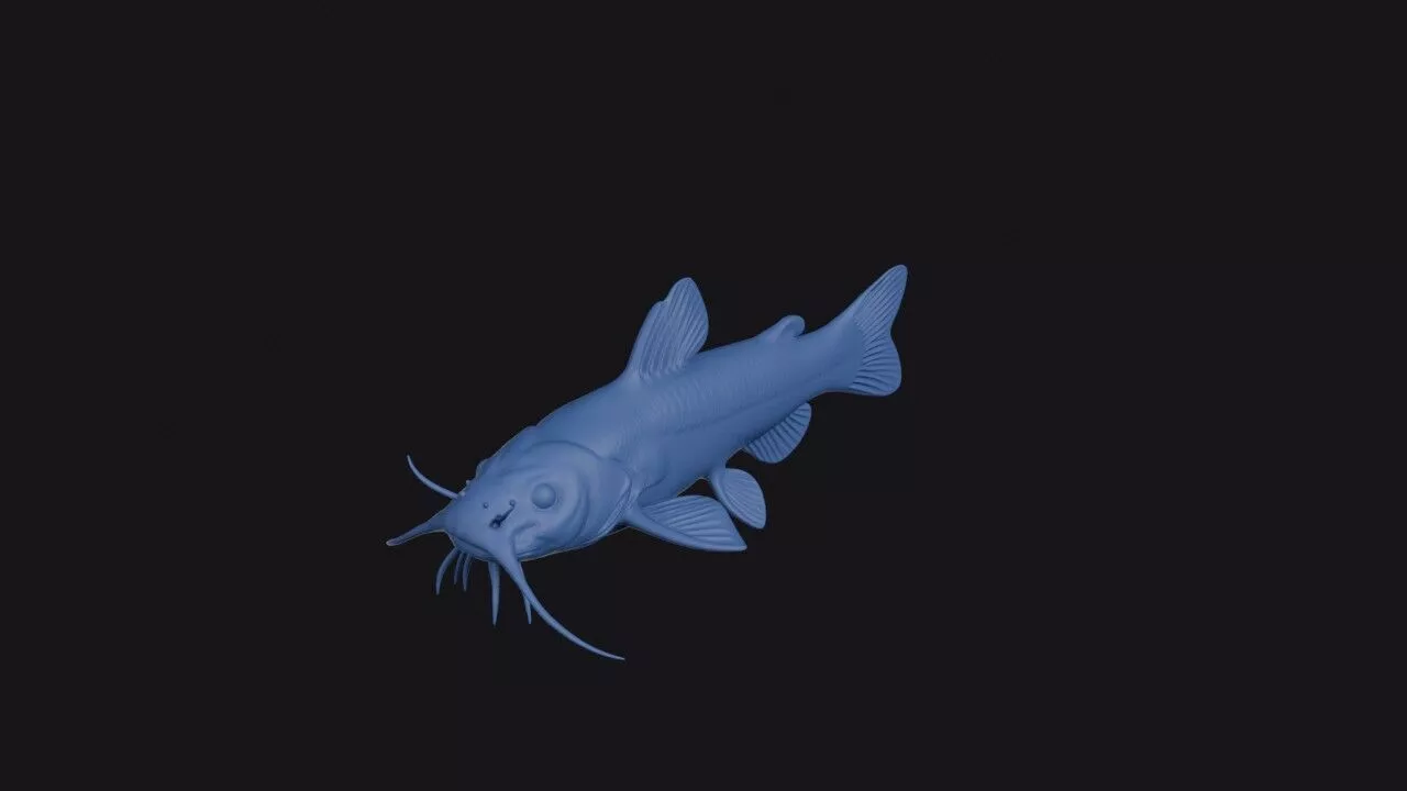 Yellowfin Madtom 3D print model