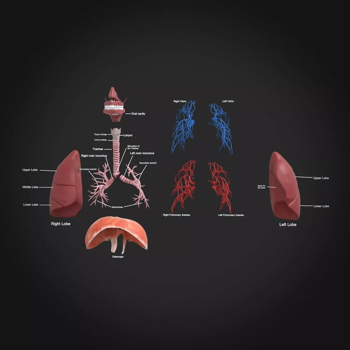 Human Respiratory System Anatomy STL Detailed 3D Printable 3D print model
