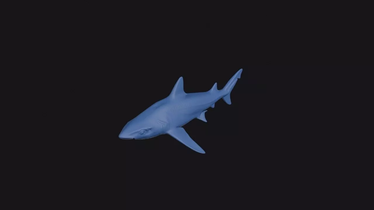 Slender Smooth Hound 3D print model