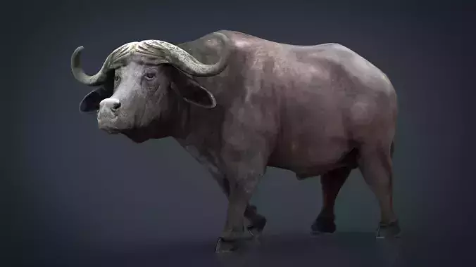 African Buffalo