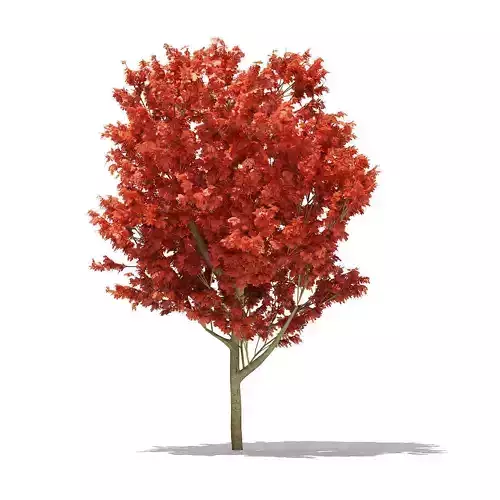 Red Oak Quercus rubra L 11m