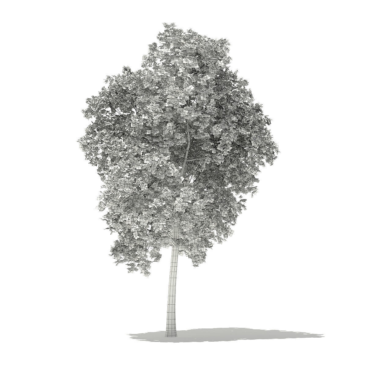 Red Oak Quercus rubra L 18m 3D model_2