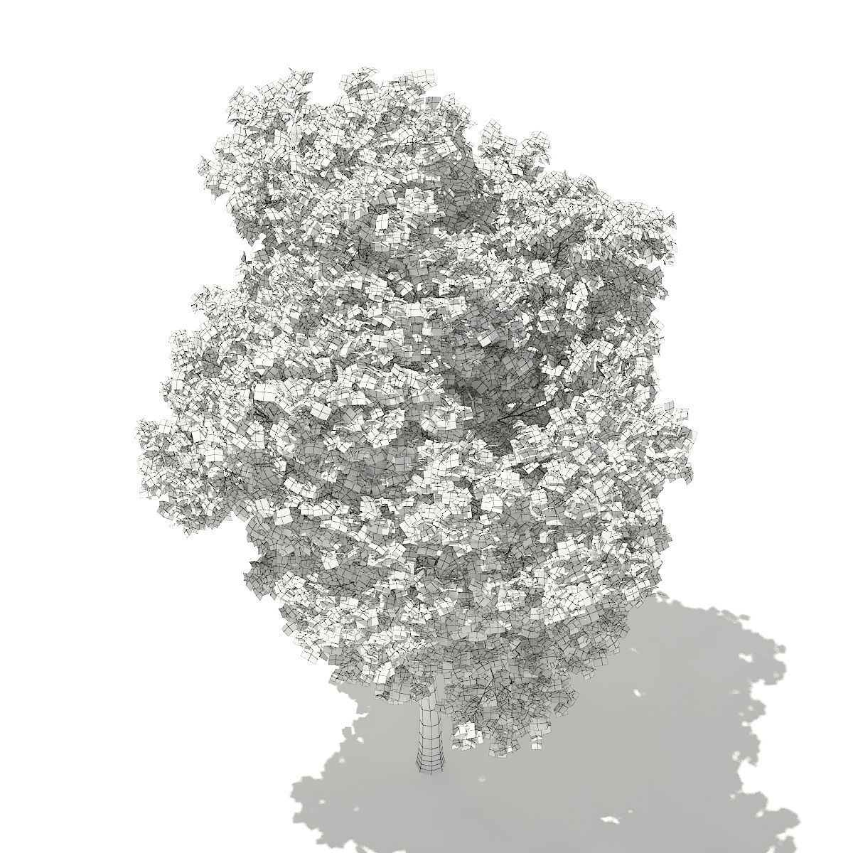 Red Oak Quercus rubra L 18m 3D model_3