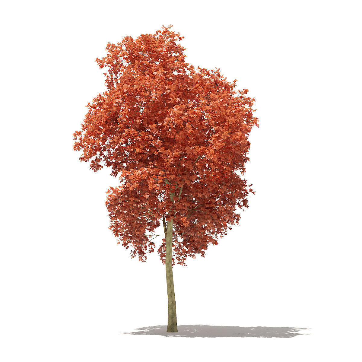 Red Oak Quercus rubra L 18m 3D model_5