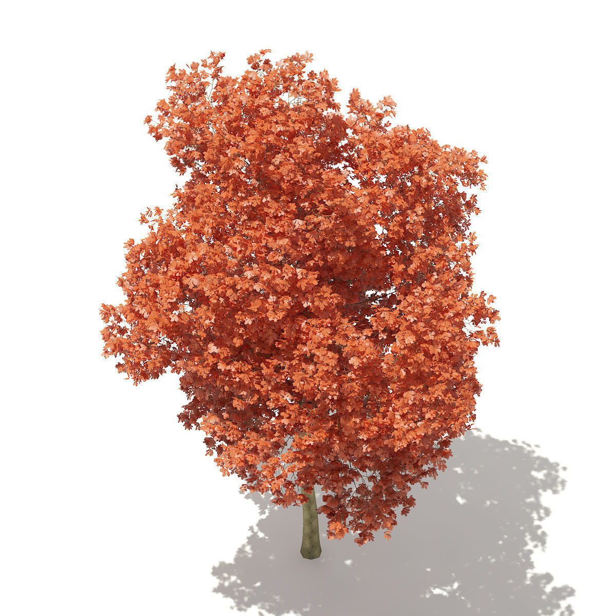 Red Oak Quercus rubra L 18m 3D model_4