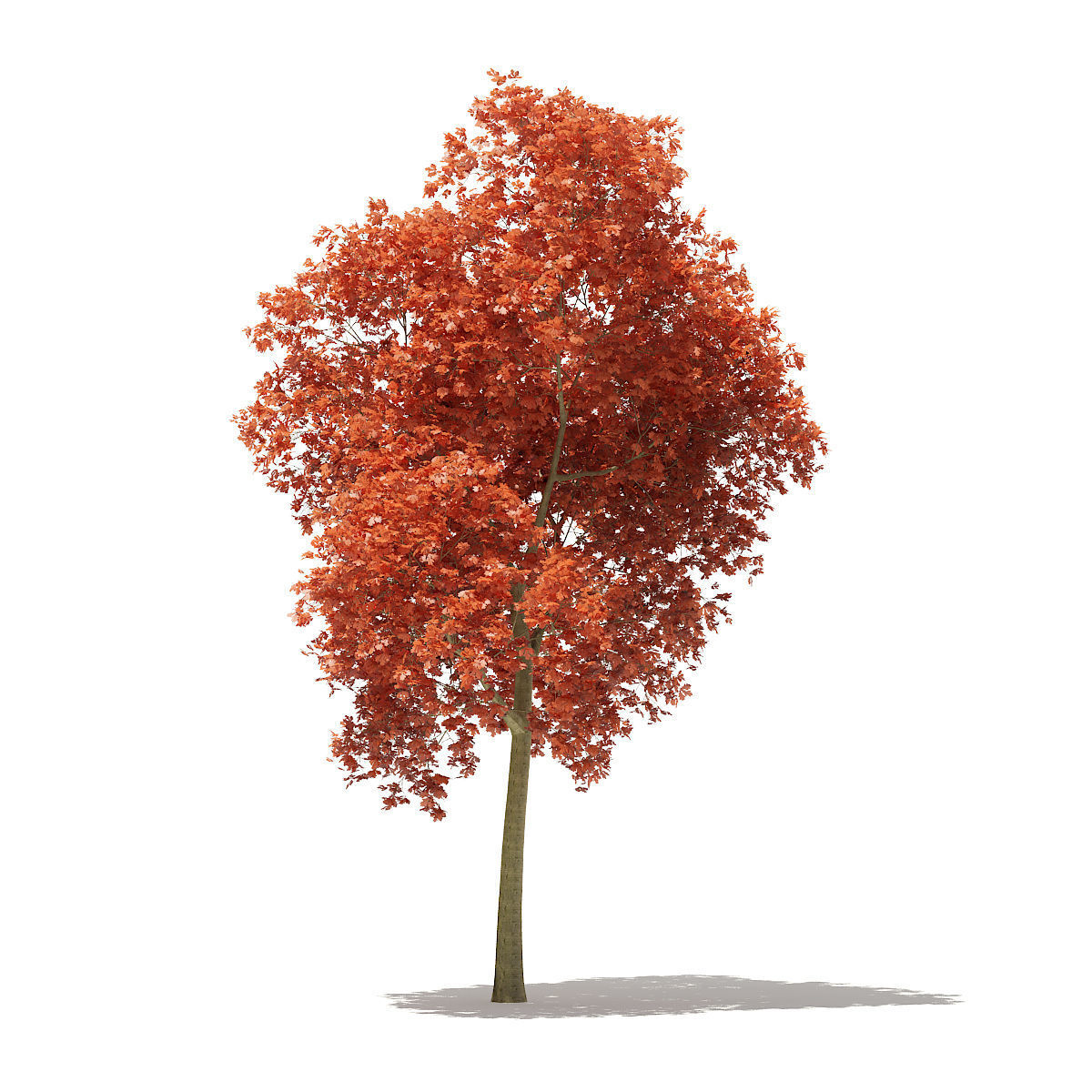 Red Oak Quercus rubra L 18m 3D model_1