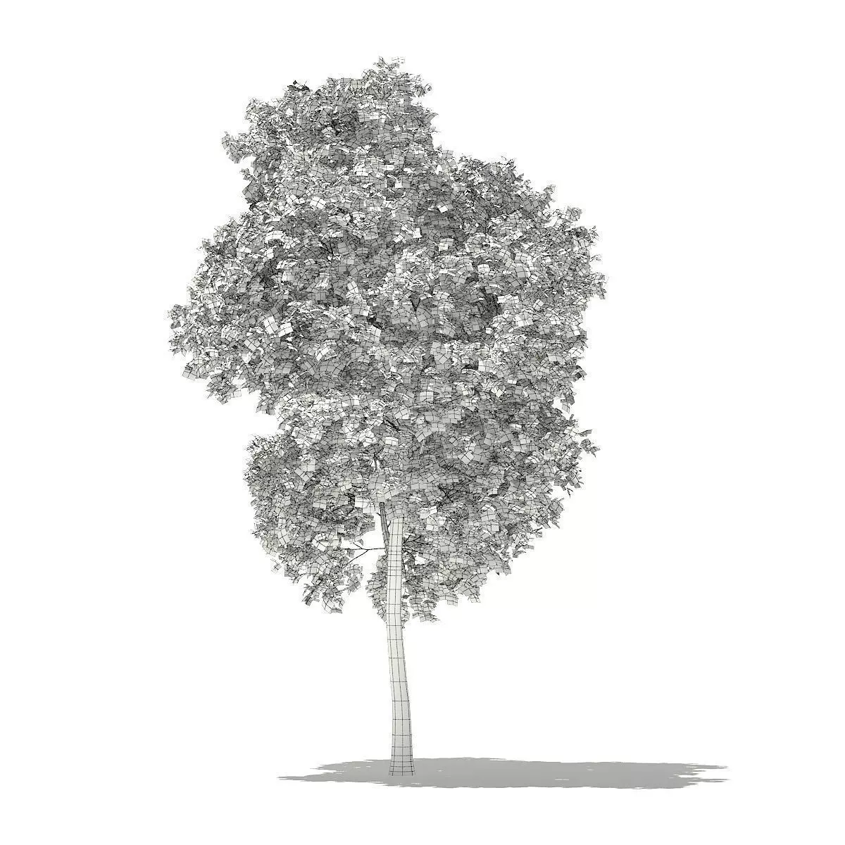 Red Oak Quercus rubra L 18m 3D model_0