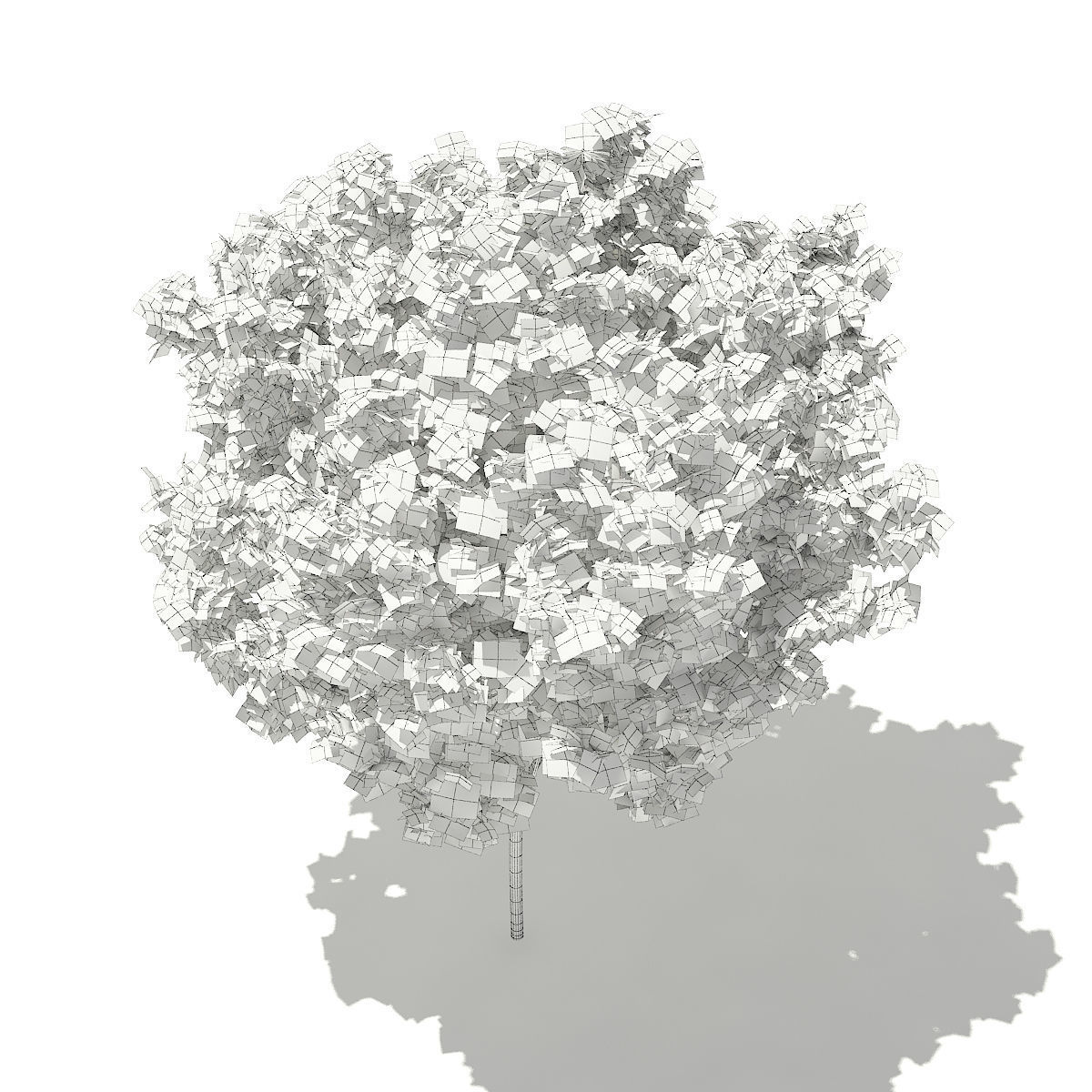 Red Maple Acer rubrum 5m 3D model_4