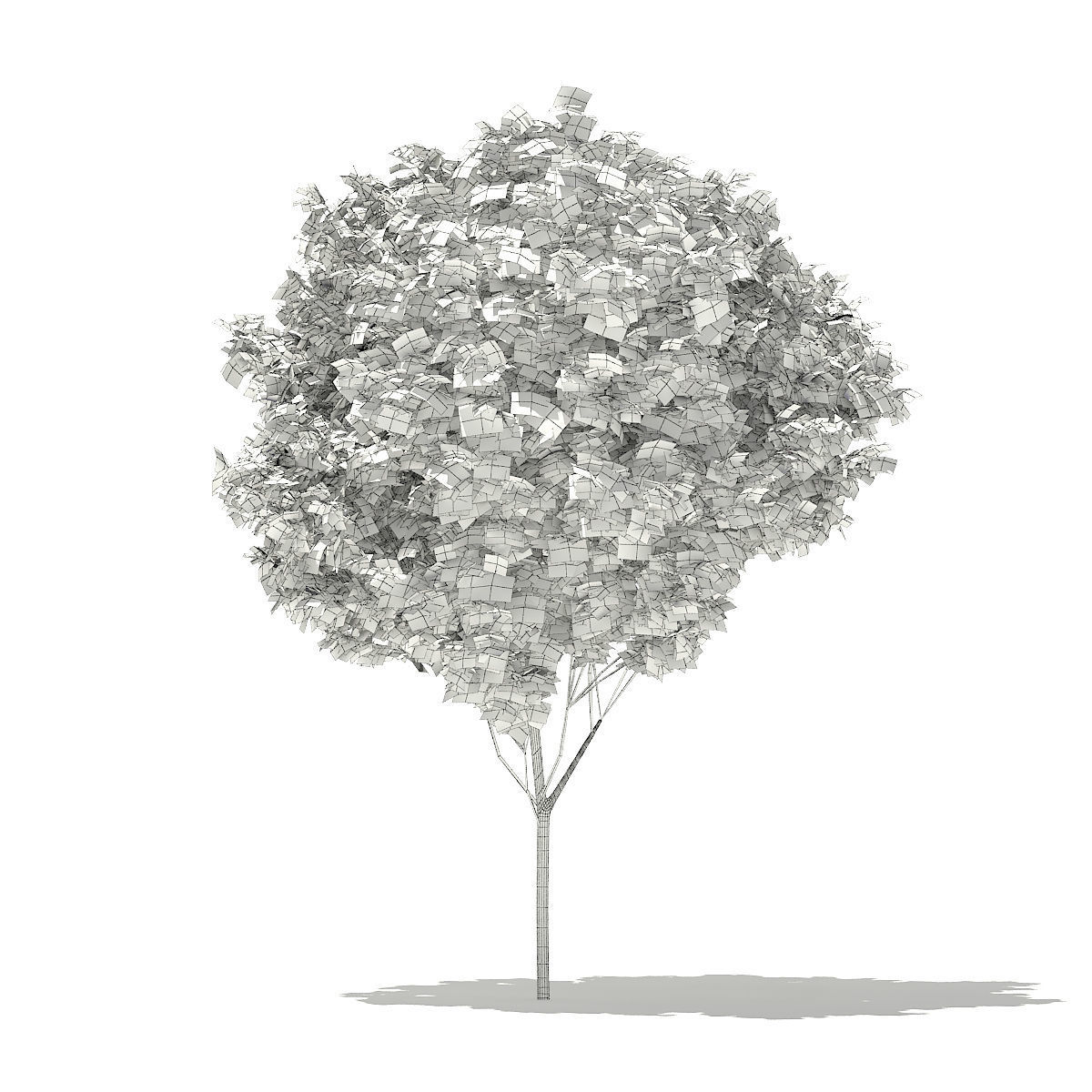 Red Maple Acer rubrum 5m 3D model_2