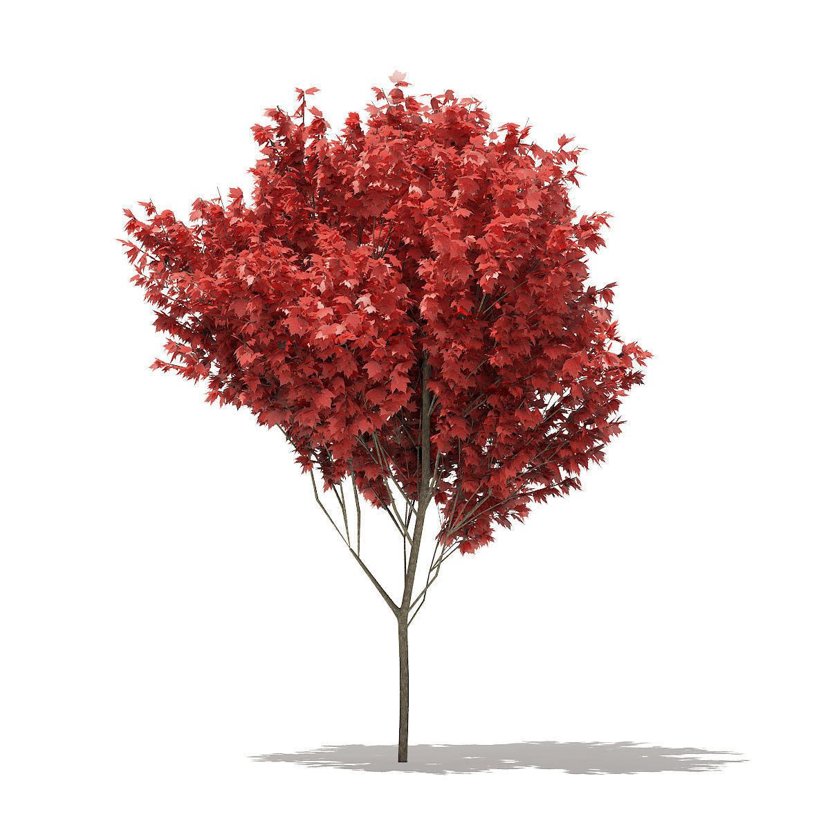 Red Maple Acer rubrum 5m 3D model_3