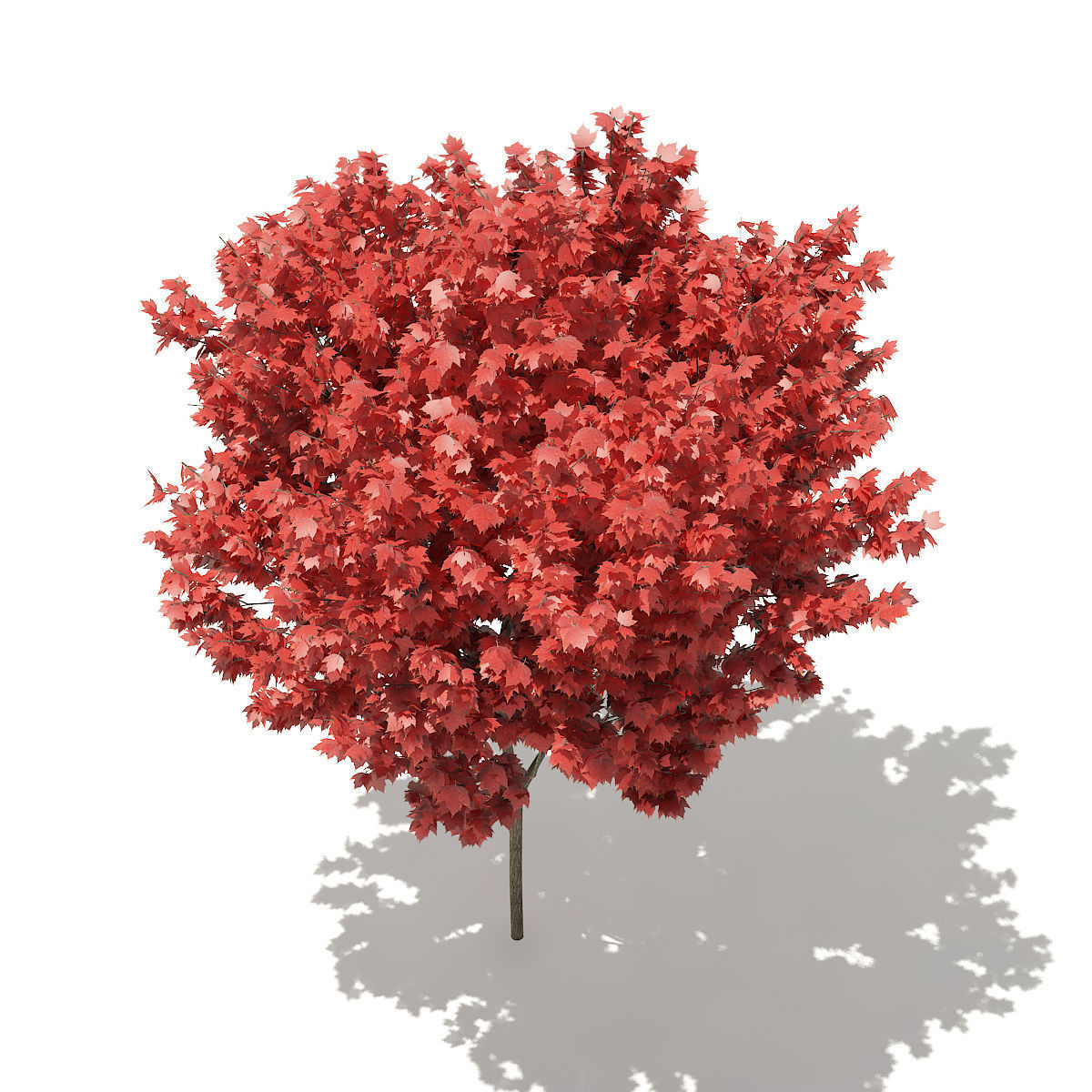 Red Maple Acer rubrum 5m 3D model_5