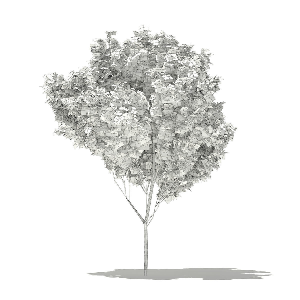 Red Maple Acer rubrum 5m 3D model_1