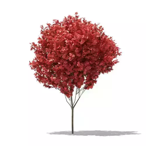 Red Maple Acer rubrum 5m 3D model