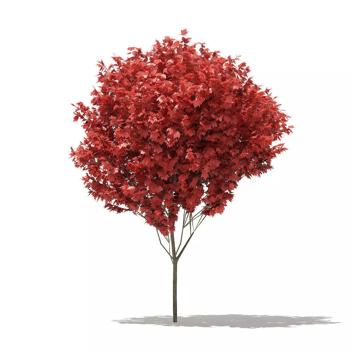 Red Maple Acer rubrum 5m 3D model_0