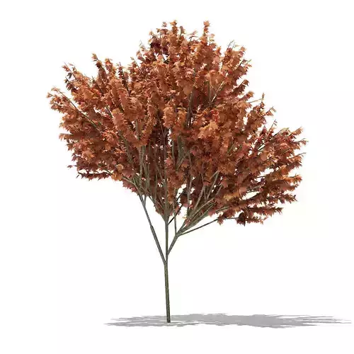 Red Maple Acer rubrum 6m 3D model