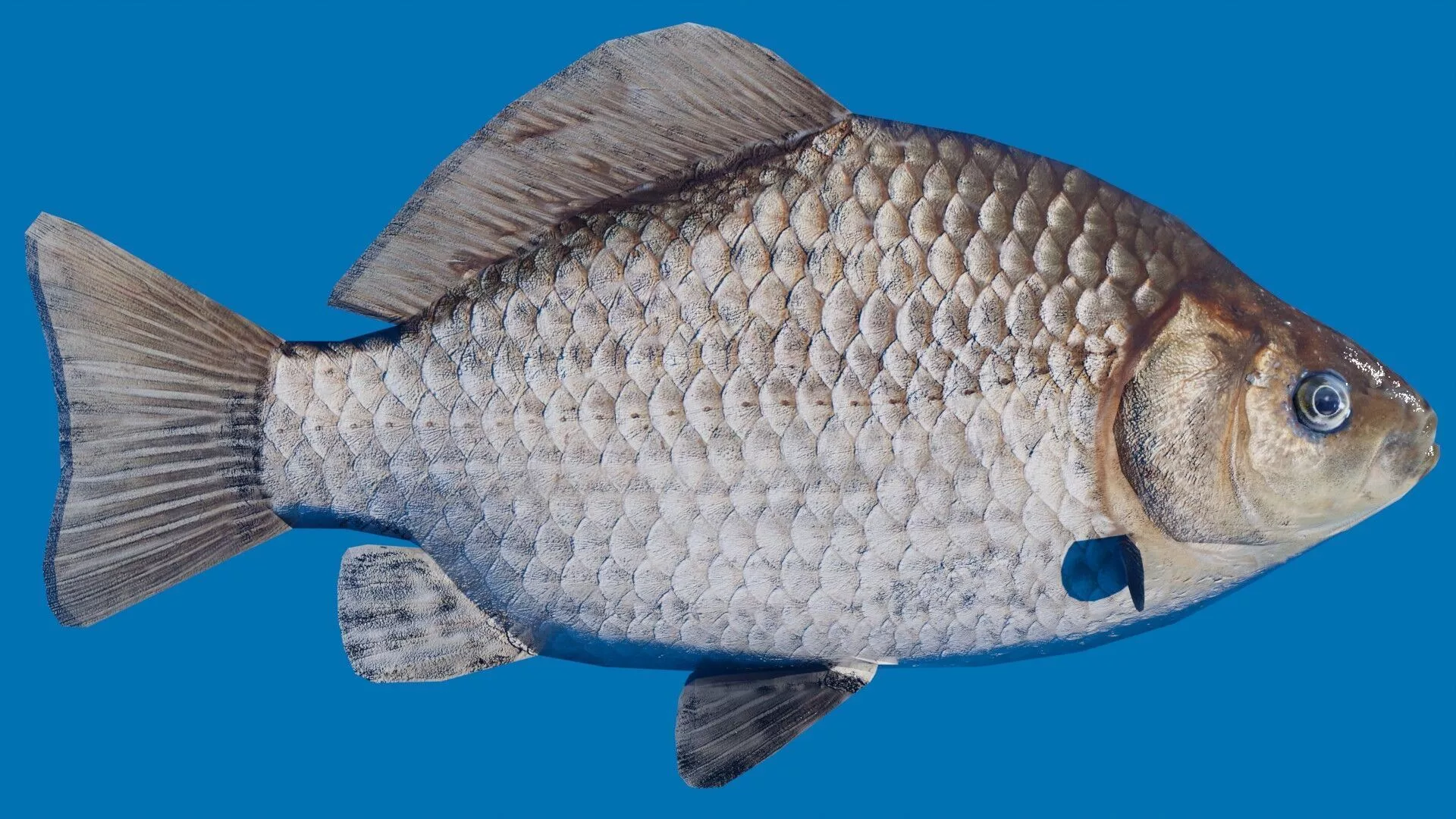 Crucian Carp and Prussian Carp Fish Low-poly 3D model