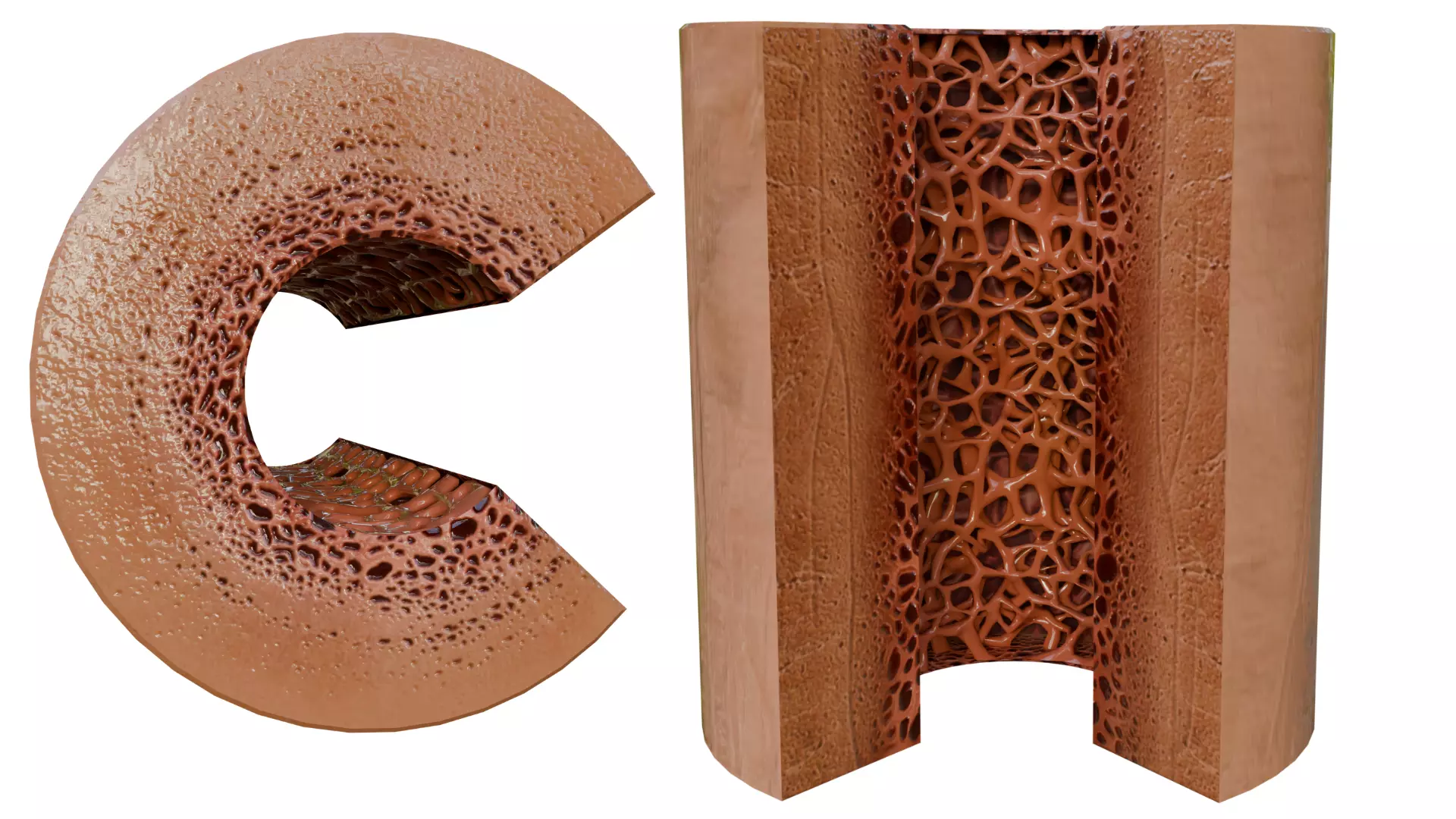 Healthy Bone Cross Section 3D Model 3D model