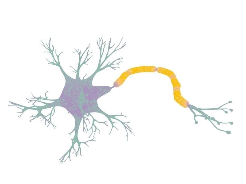 Neuron 3D model