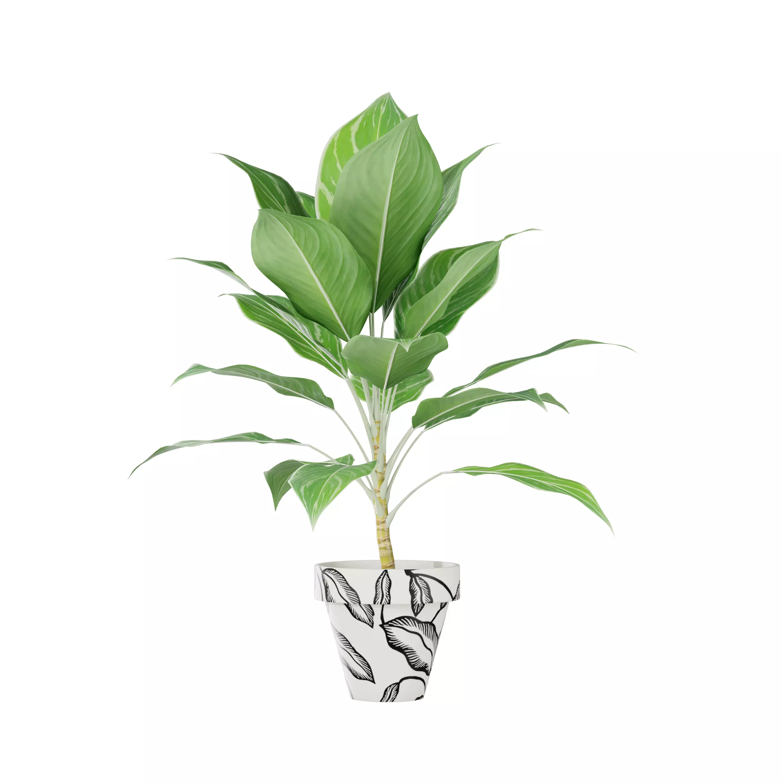 Dieffenbachia Plant in Printed Pot 3D Model Low-poly 3D model