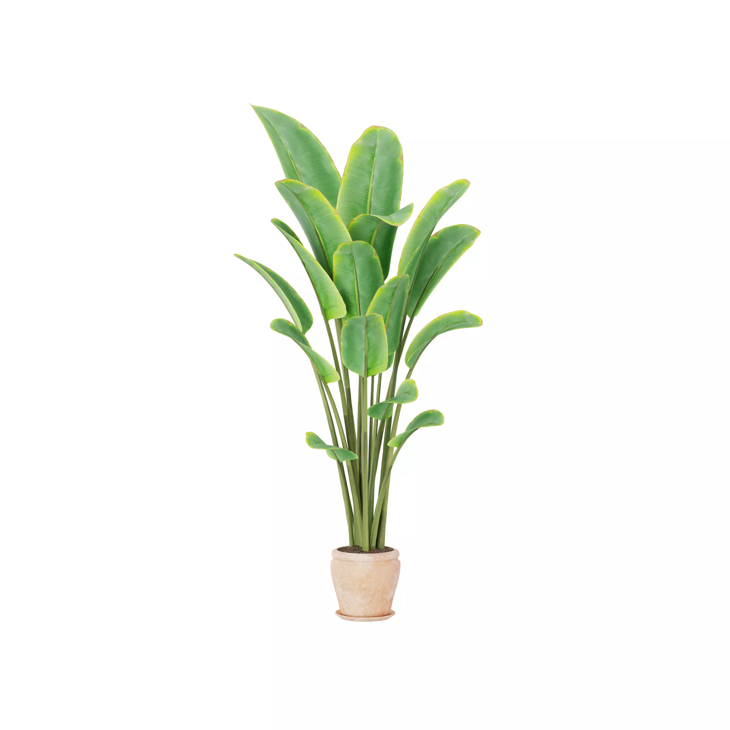 Banana Palm Tree in Terracotta Pot 3D Model Low-poly 3D model