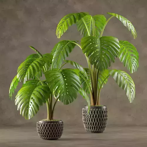 Plant 001 Monstera