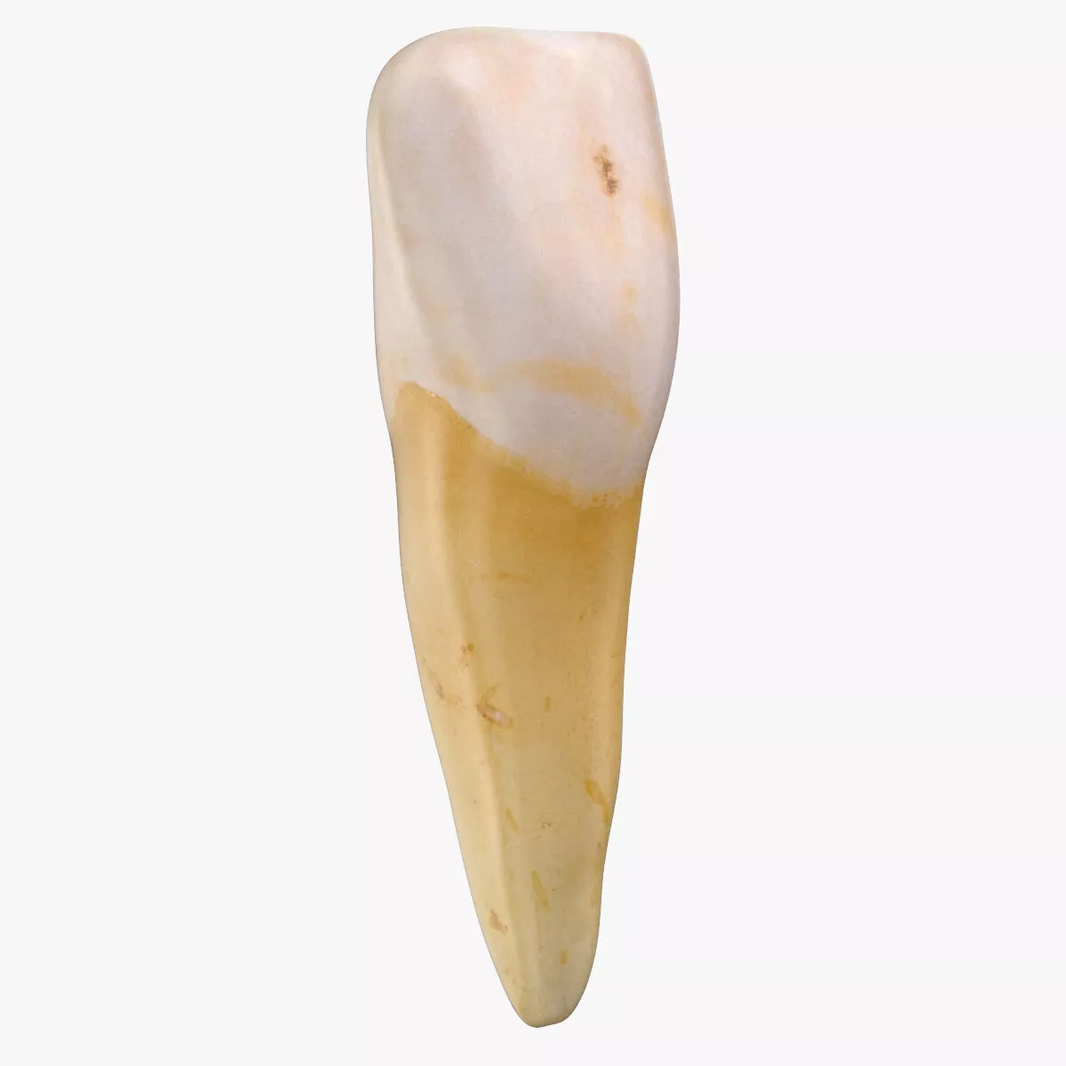 Incisor Upper Jaw Central 01 3D model