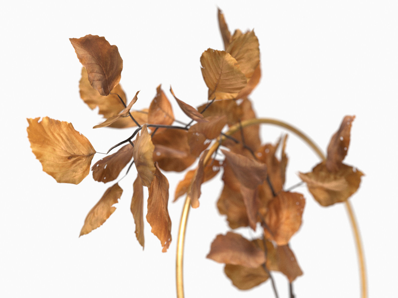 Natura Morta Circular Support in Brass 3D model_2