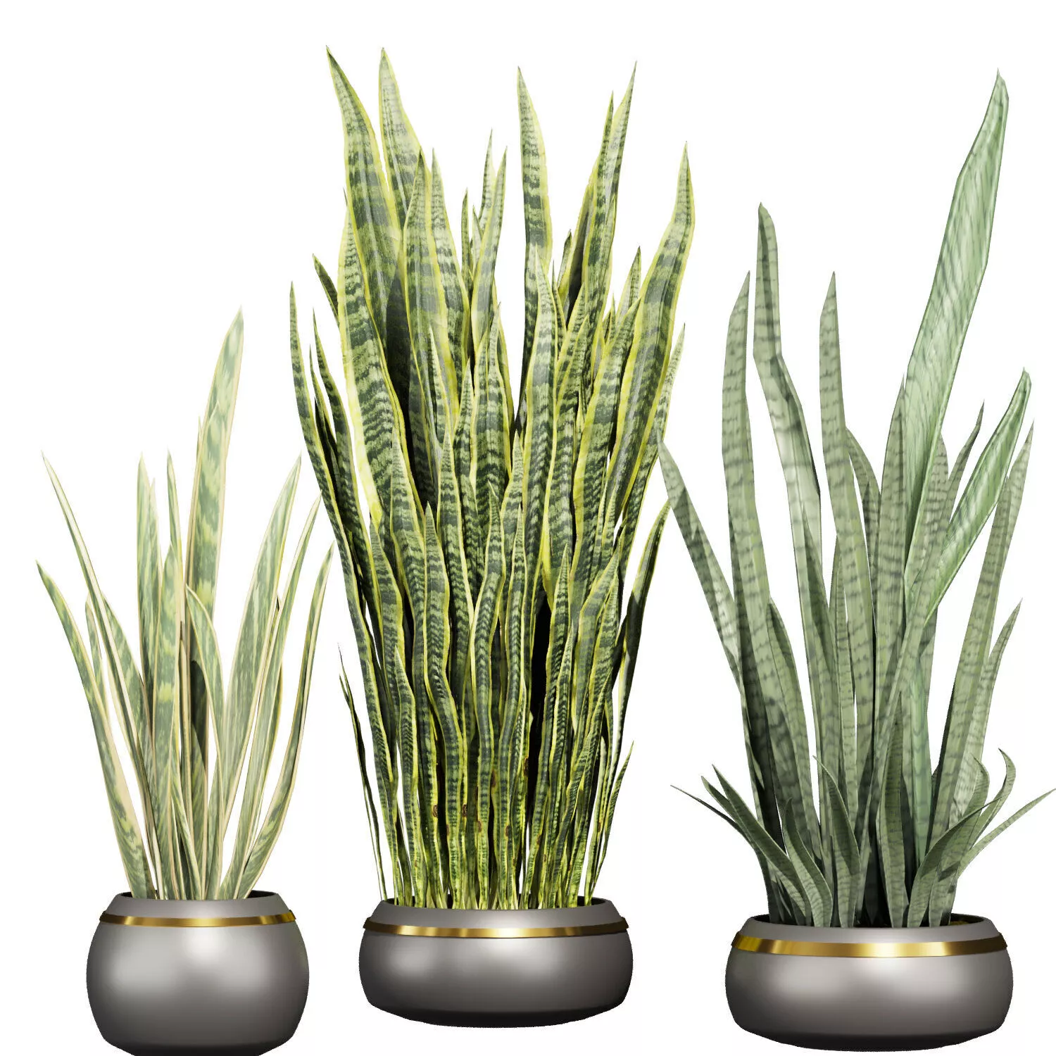 plant vol 975 - sansveria - leaf - pot 3D model