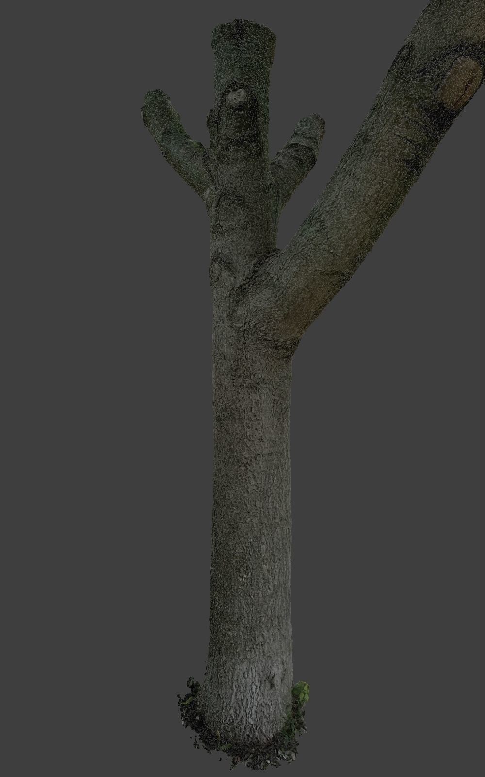 10 Photo Scanned Tree Trunks 3D model_14