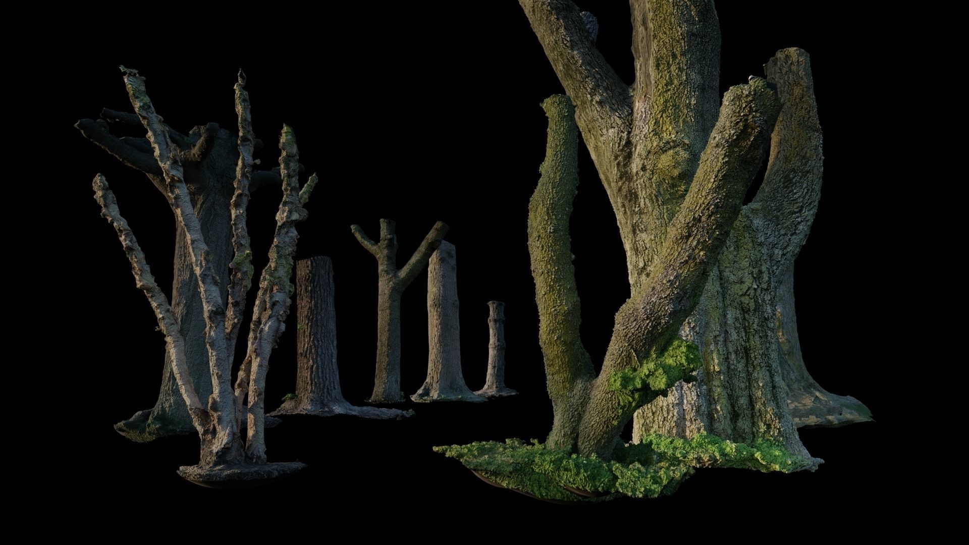 10 Photo Scanned Tree Trunks 3D model_1
