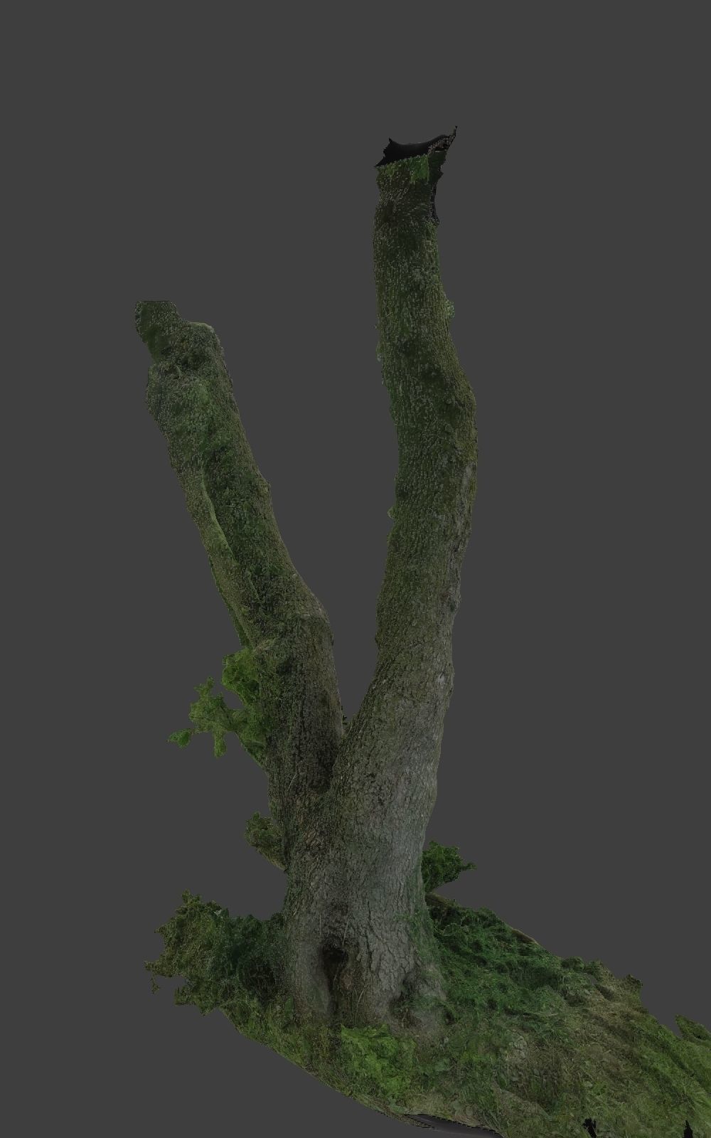 10 Photo Scanned Tree Trunks 3D model_12