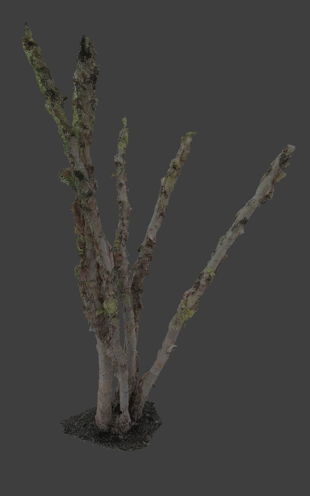 10 Photo Scanned Tree Trunks 3D model_13
