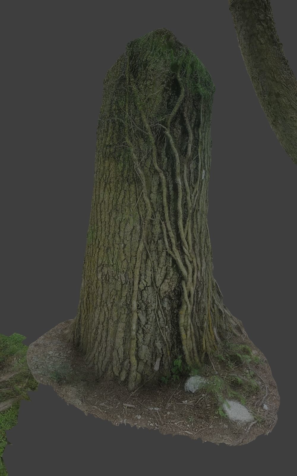 10 Photo Scanned Tree Trunks 3D model_8