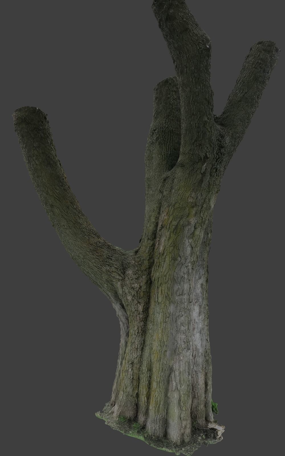 10 Photo Scanned Tree Trunks 3D model_9
