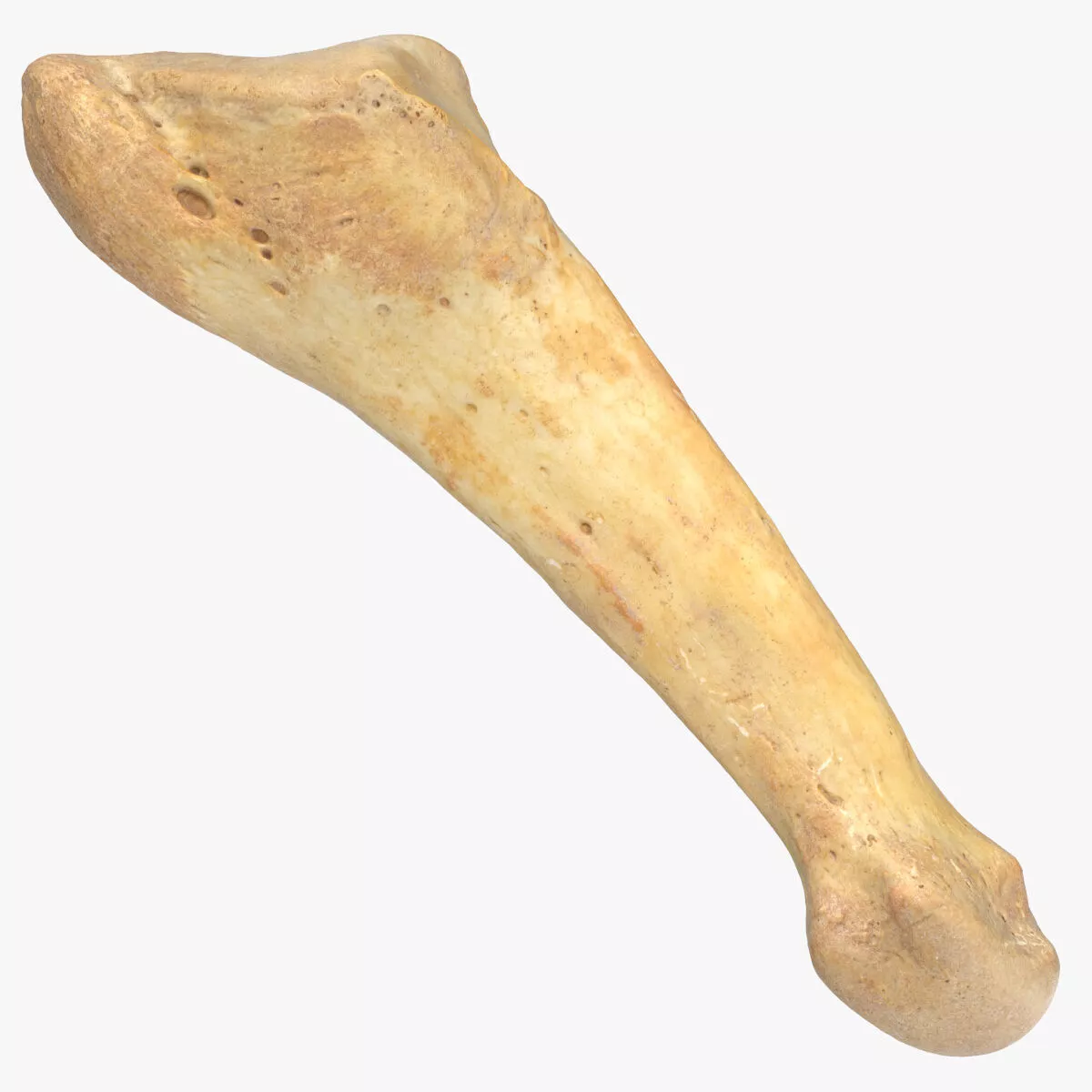 Real Fifth Metatarsal Bone 01 3D model