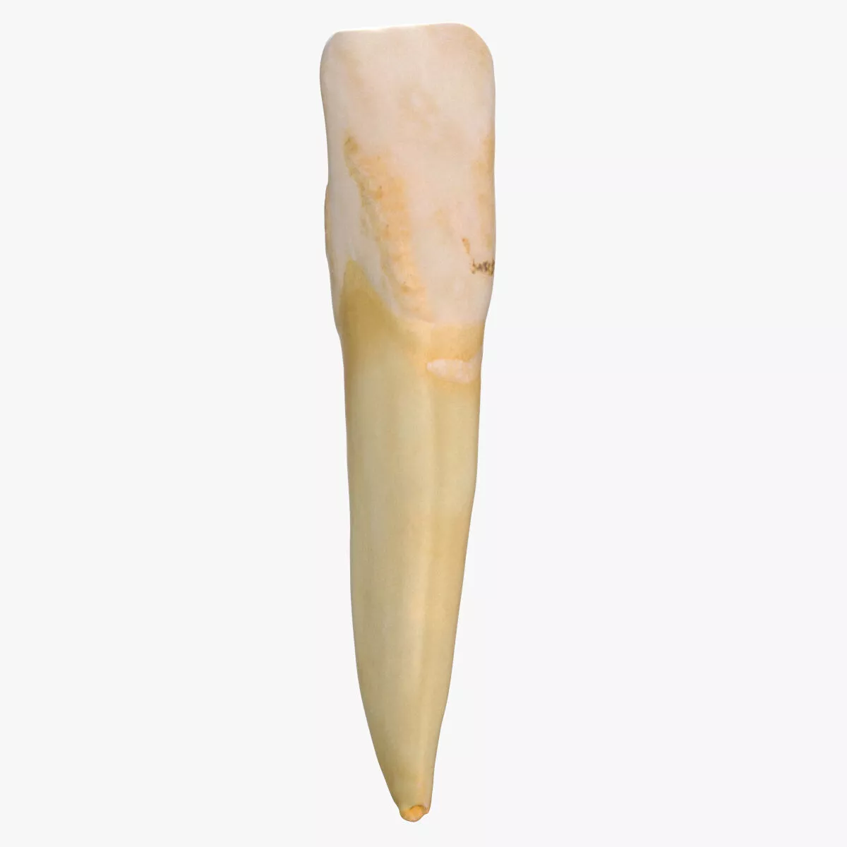 Incisor Lower Jaw 03 3D model