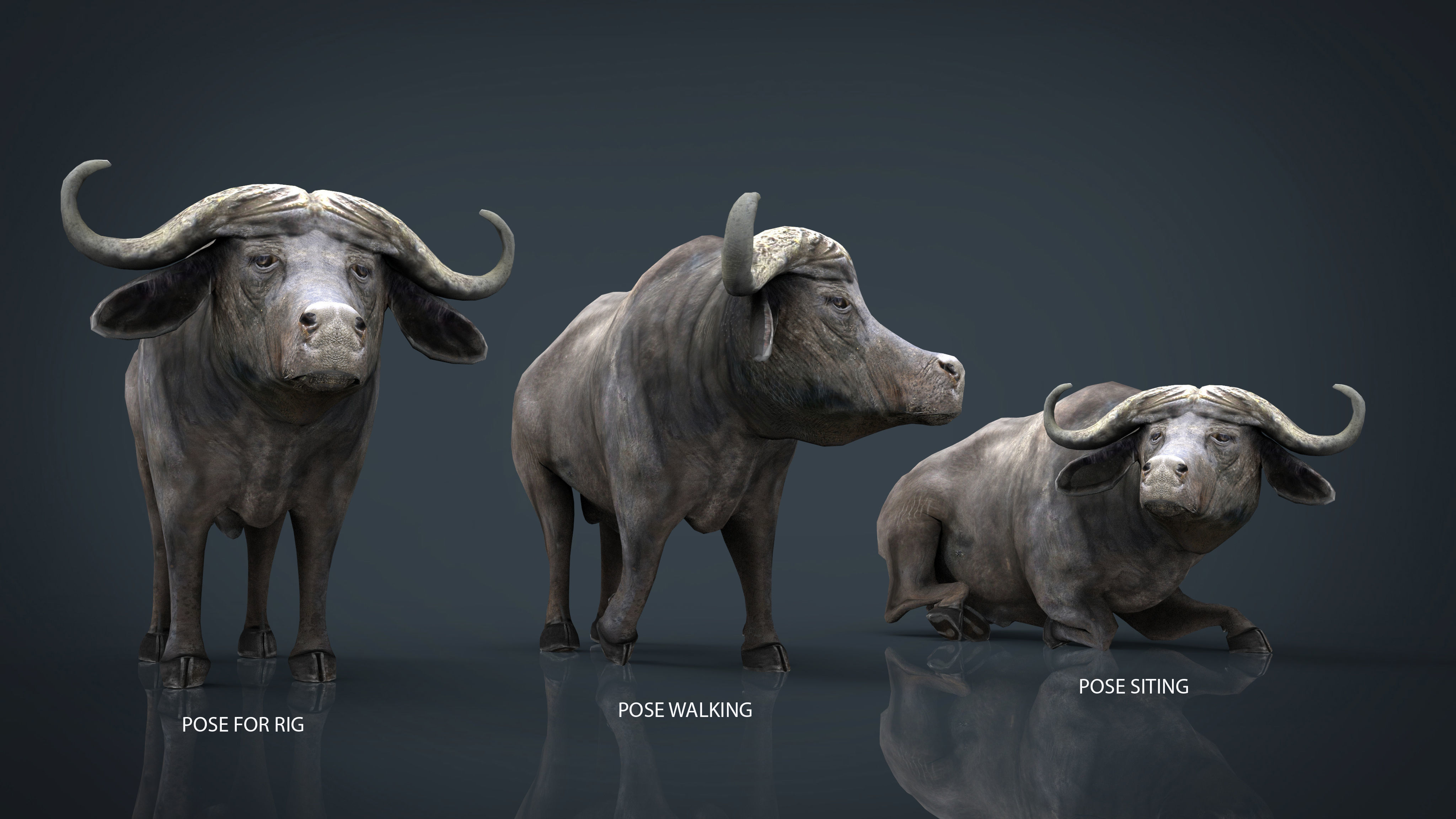 WILD AFRICA PACK Low-poly 3D model_4