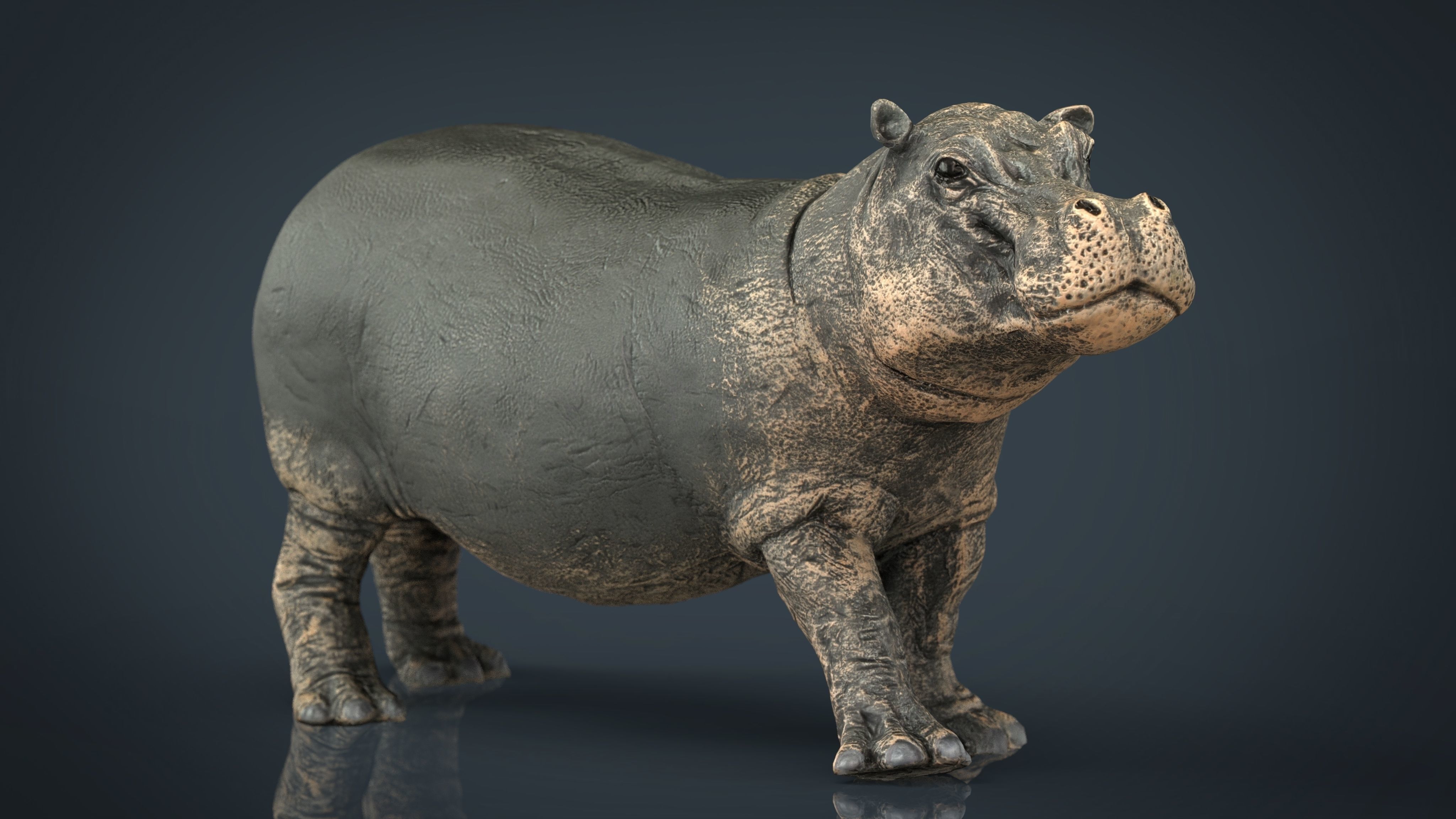 WILD AFRICA PACK Low-poly 3D model_19