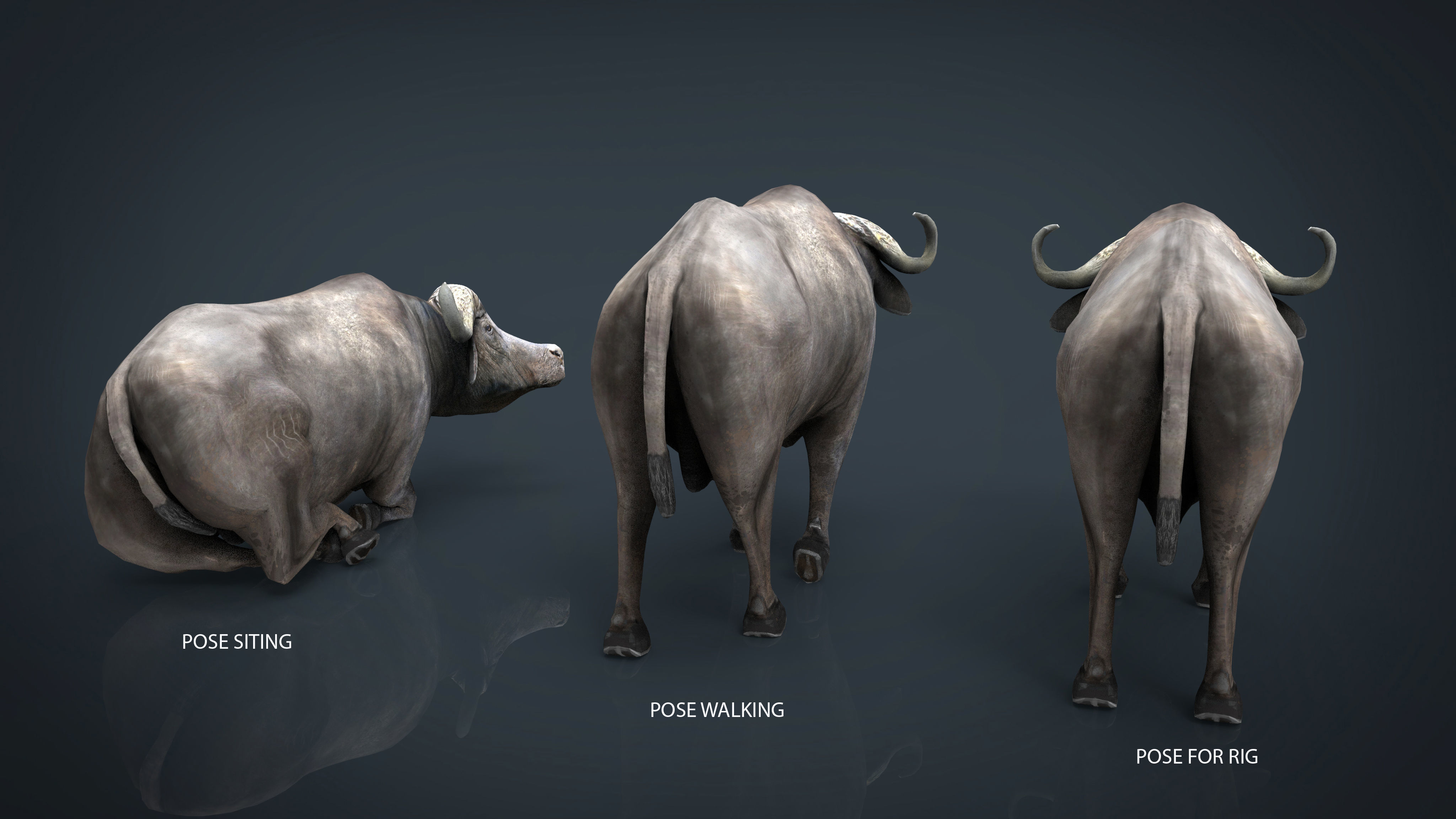 WILD AFRICA PACK Low-poly 3D model_5