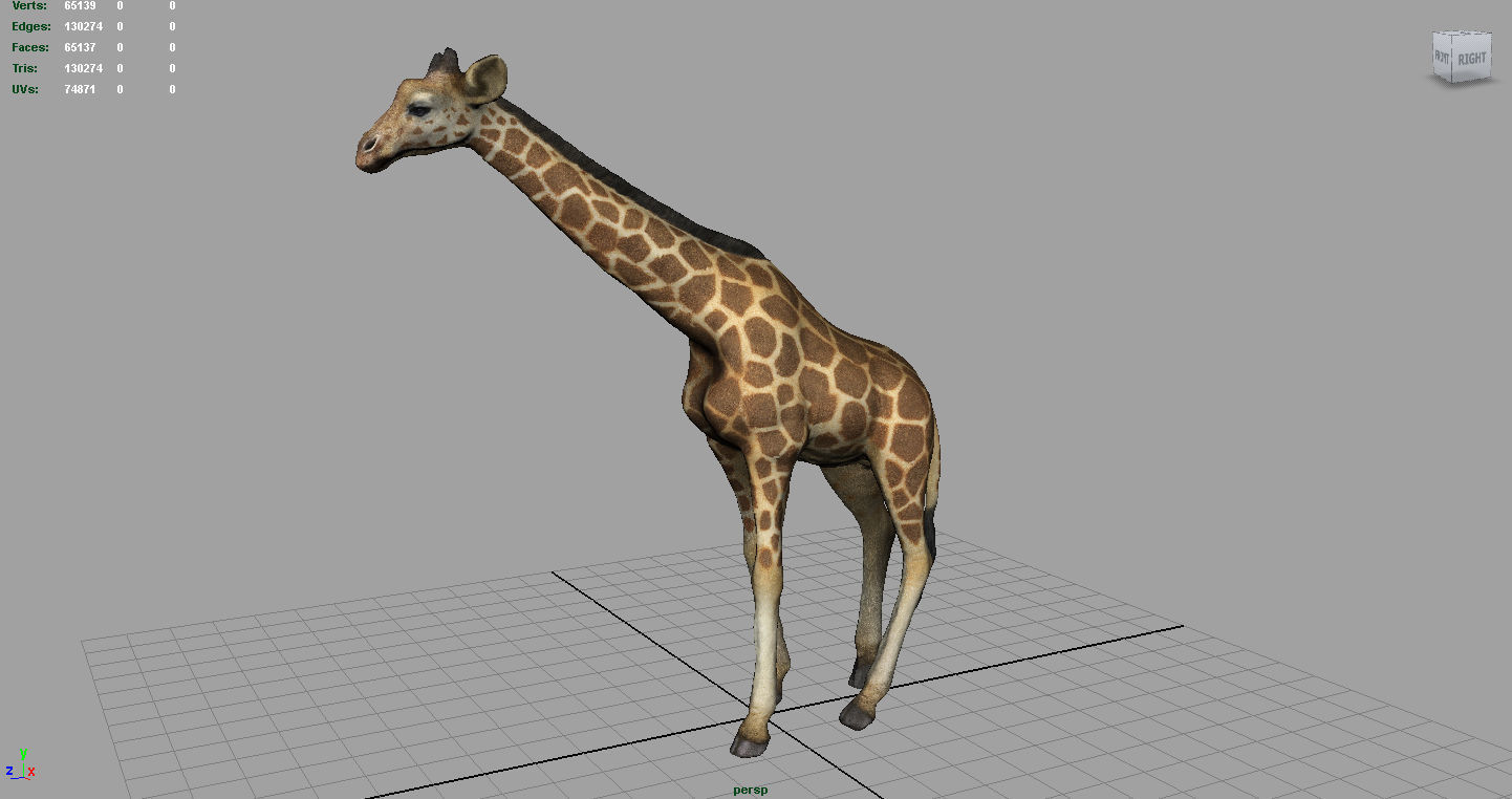 WILD AFRICA PACK Low-poly 3D model_16