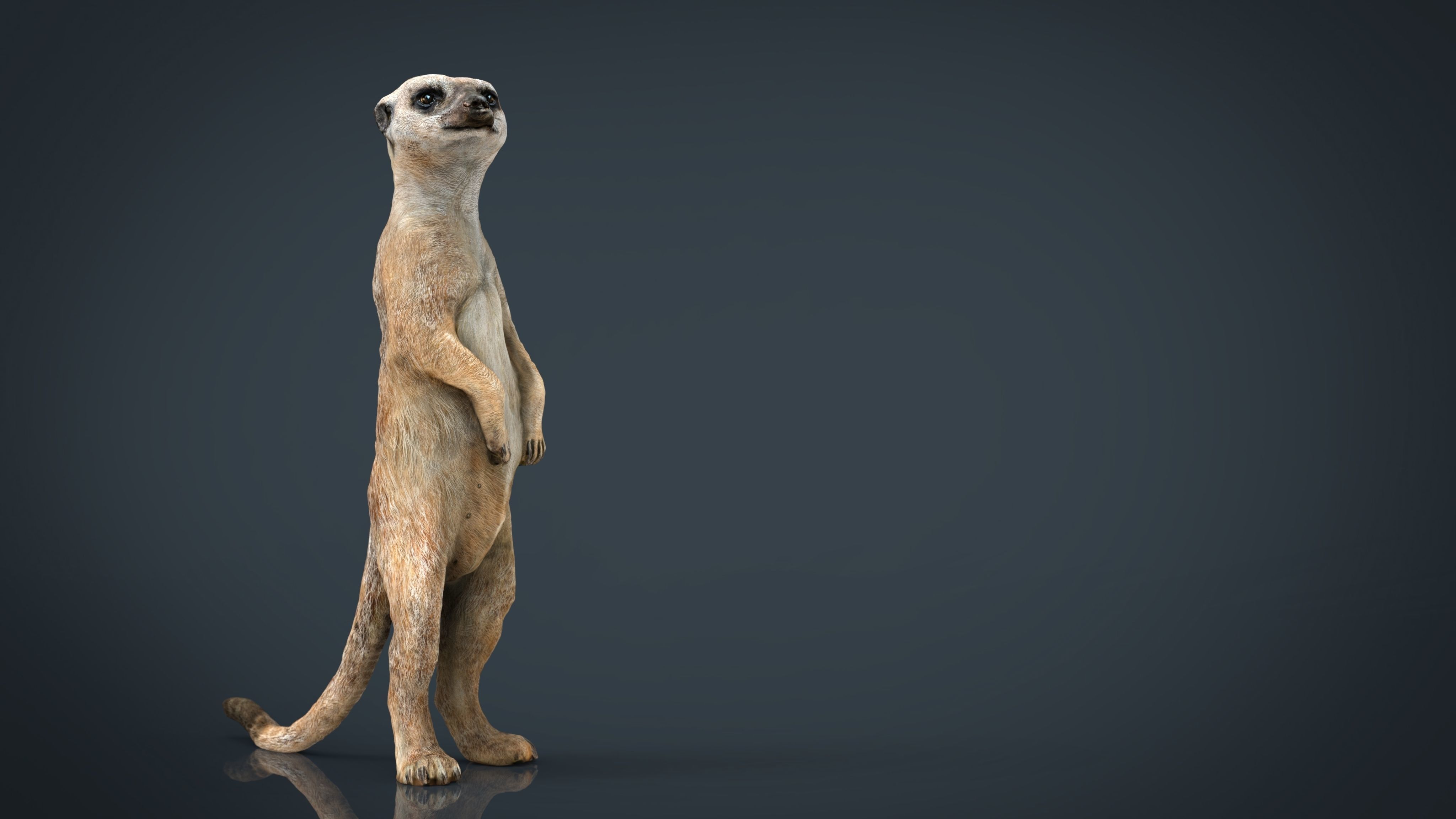 WILD AFRICA PACK Low-poly 3D model_30