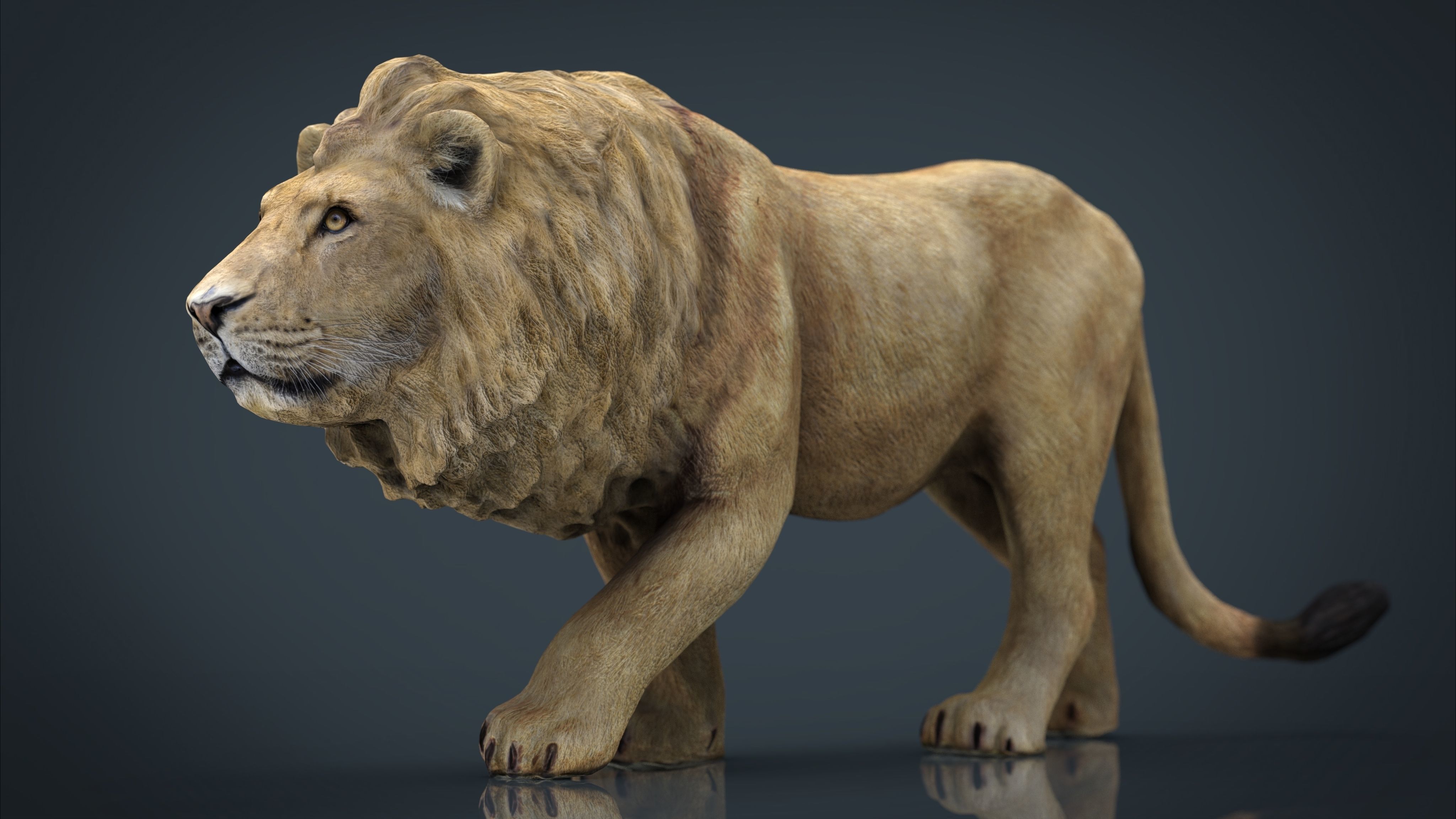 WILD AFRICA PACK Low-poly 3D model_25