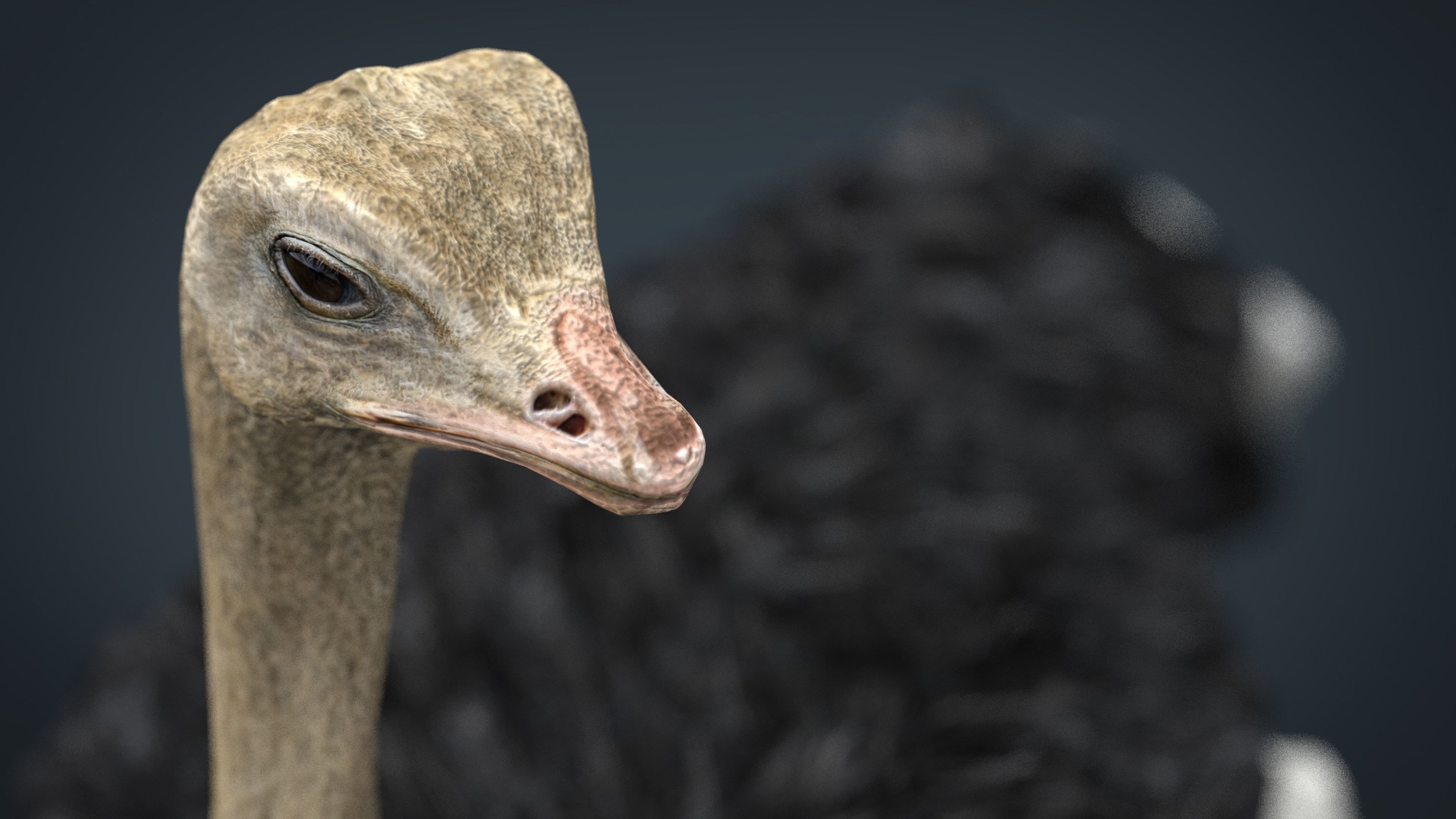 WILD AFRICA PACK Low-poly 3D model_40